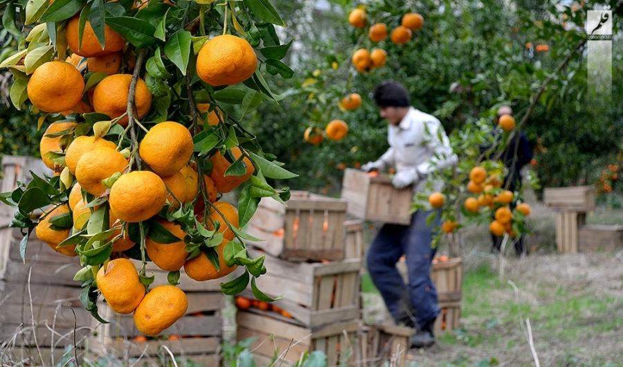 نماهنگ|ظرفیت غنی خوزستان در گردشگری کشاورزی